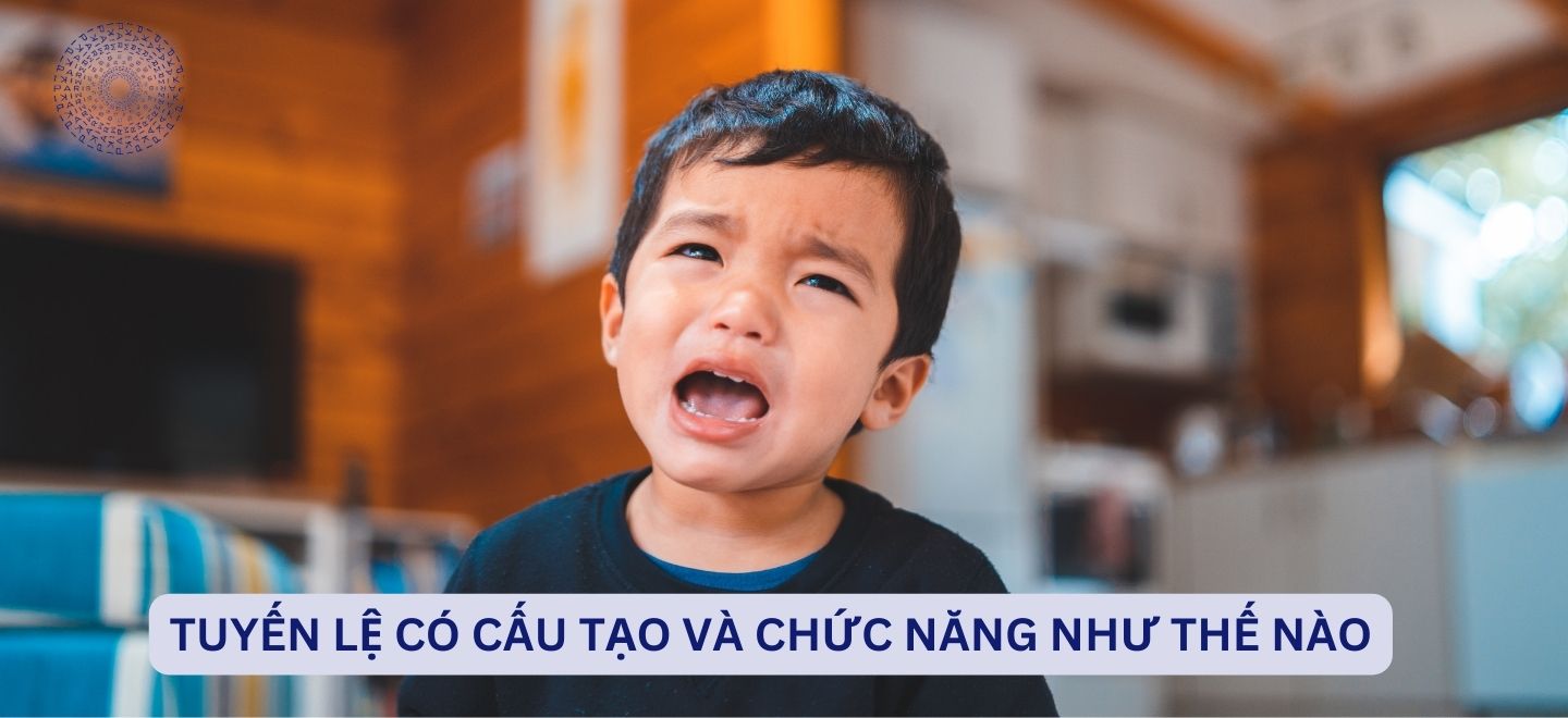 Tuyến Lệ Có Cấu Tạo Và Chức Năng Như Thế Nào